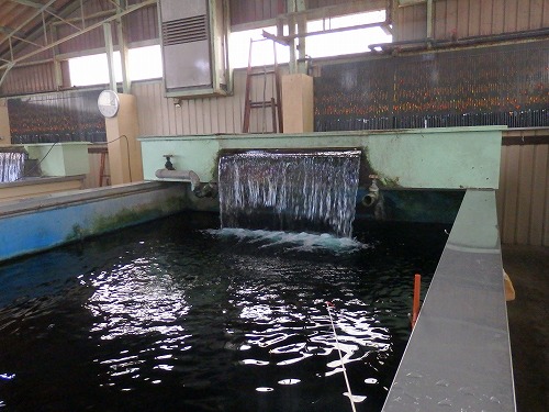 tb1026g.jpg