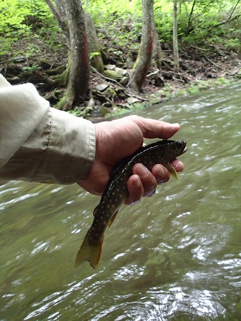 ak0720d.jpg