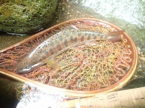 aki0722b.jpg