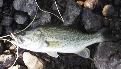 bass0805.jpg