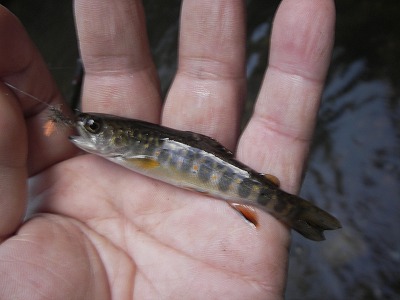 chib0930.jpg