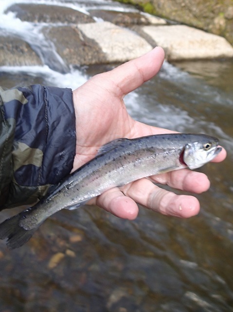 chiku0422d.jpg