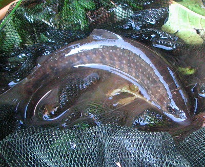chiku0509c.jpg