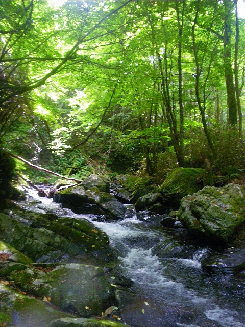 chiku0811a.jpg