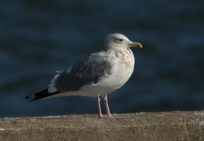 cyoushi0117c.jpg