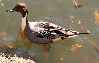 ds1216e.jpg