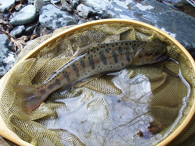 fukuhama0412d.jpg