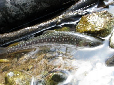 houki0504a.jpg