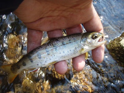itoshiro0428g.jpg