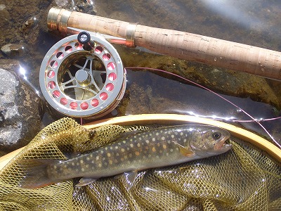 iwana0310a.jpg