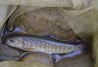 iwana0310b.jpg