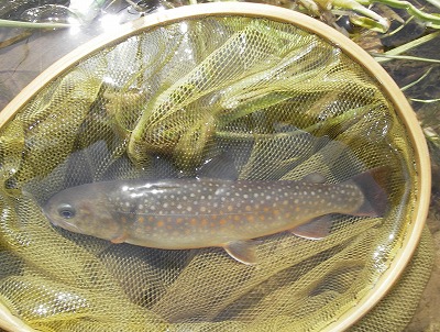iwana0409.jpg