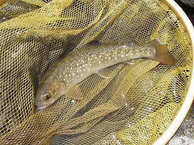 iwana0603.jpg