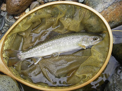 iwana0612.jpg