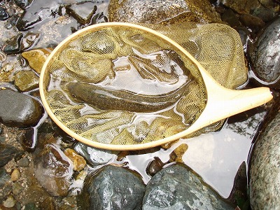 iwana0703.jpg