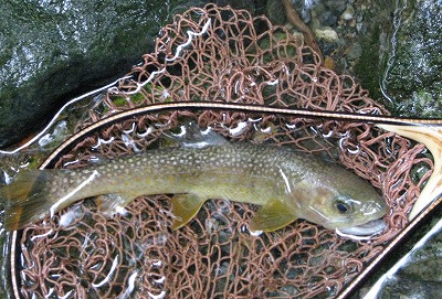 iwana0721s.jpg