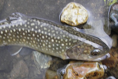 iwana0729.jpg