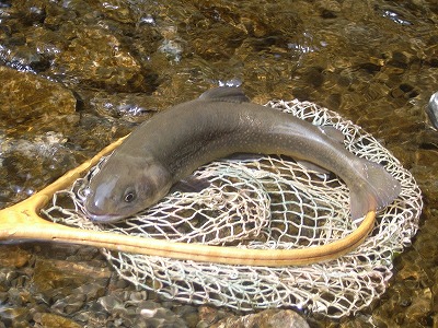 iwana0806.jpg