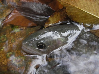iwana1015a.jpg