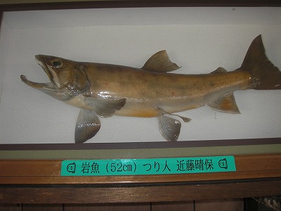 iwana1029.jpg