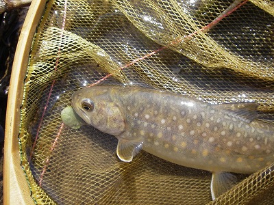 iwana10503.jpg