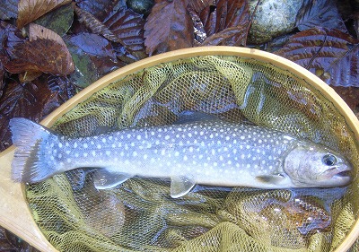iwana1112.jpg