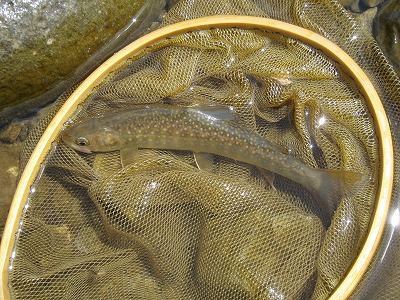 iwisc0427d.jpg