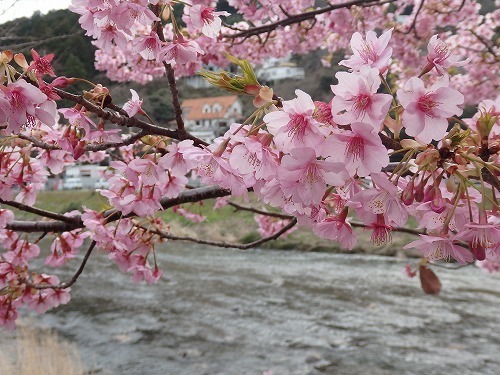 izu0305f.jpg
