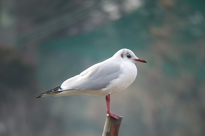 kamome0121a.jpg