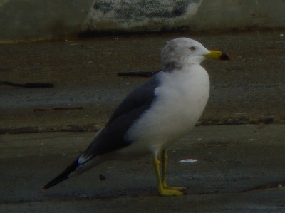 kamome1226g.jpg