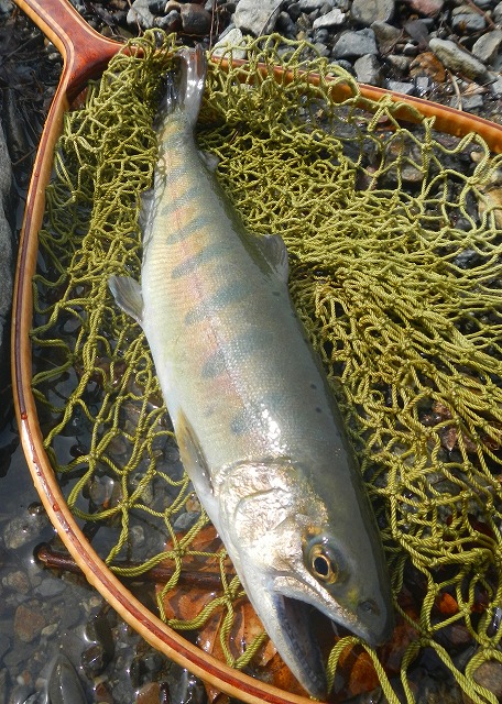 kan0316b.jpg