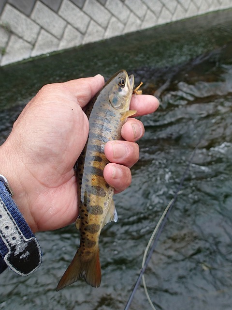 kan0504e.jpg