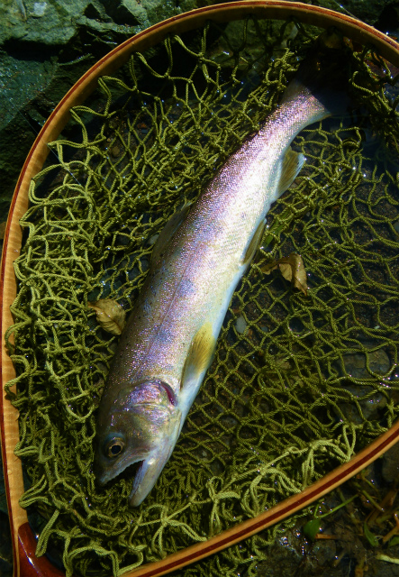 kanc&r0910b.jpg