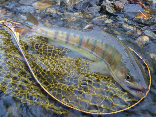 kanc&r0910f.jpg