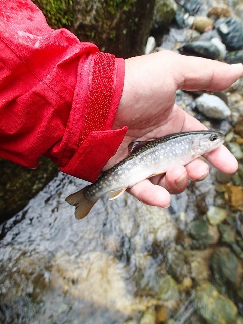 kawa0716b.jpg