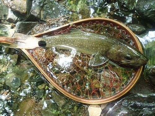 kawa0718a1.jpg