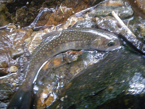 kin0730g.jpg