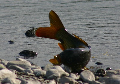 koi3.jpg