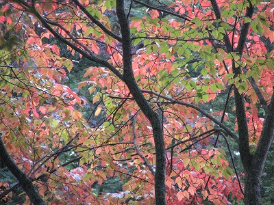 kouyo0930a.jpg