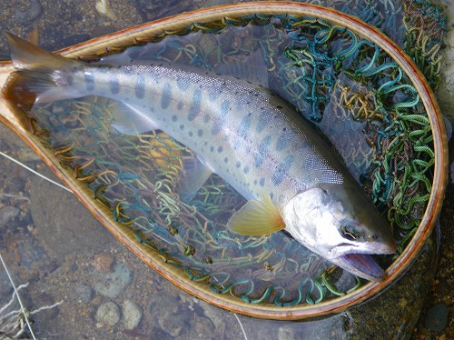 kuma0720f.jpg