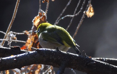 mejiro0125a.jpg