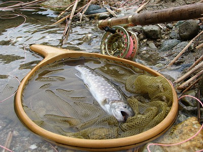 mizunasi0505d.jpg