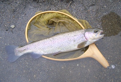 niji0331c.jpg