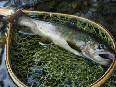noro0801e.jpg
