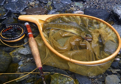 noro0810d.jpg