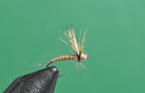 okat0223f1.jpg