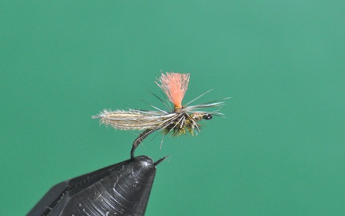 okat0223g1.jpg
