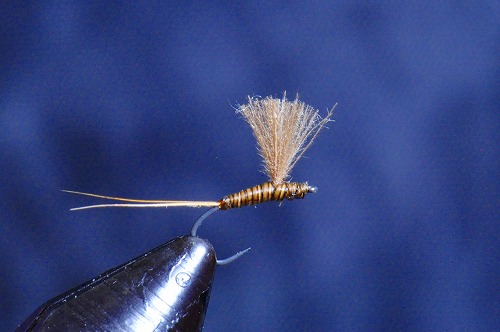 r17a-tyc.jpg