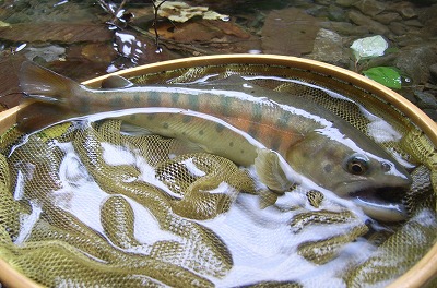 saibogA0915.jpg