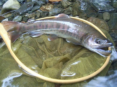 saibogB0915.jpg